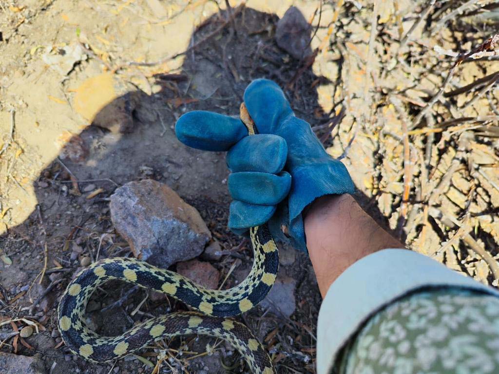 PRAMSEI: Proyectos ambientales en etapas constructivas y operativas (61)